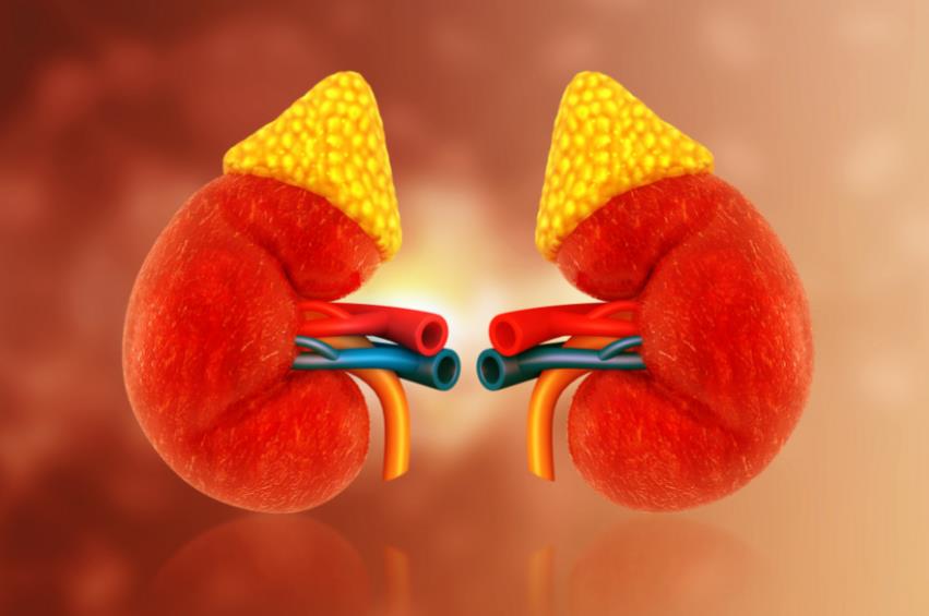 尿酸高500+无症状?肾脏健康风险需警惕—专家揭示“玻璃渣”背后的隐性危机